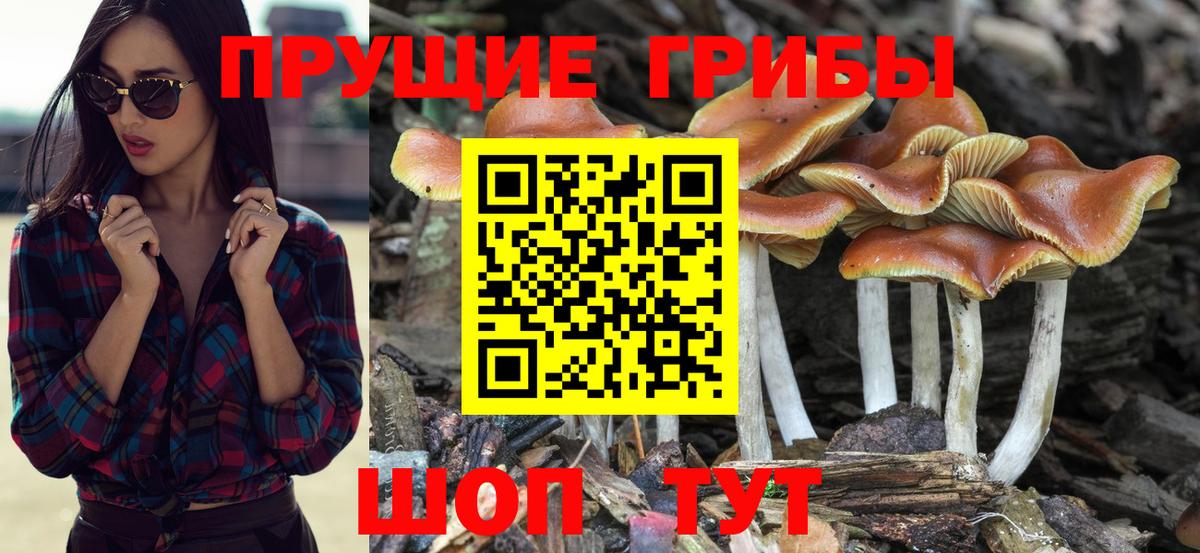 Псилоцибиновые грибы Cubensis Кропоткин